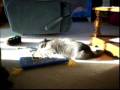 Affenpinscher video