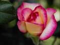 H�seyin Tatl� Yalanc�n�n Birisin