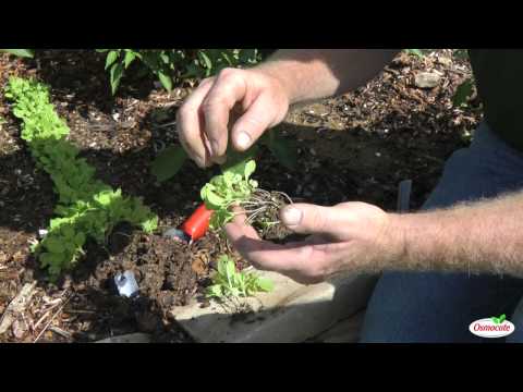 how to harvest napa cabbage