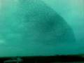 Nube de Pájaros