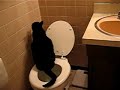 Toilet Trained Cat does #1