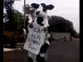 Chick-Fil-A Cow Race!!