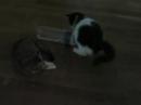 Video49 Les chatons de Ba�a