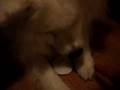 videos de My Dog & Blocks
