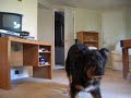 Tip # 1 for Silly Games To Play - Dog/Door Game Tip # 1 for Silly Games To Play - Dog/Door Game