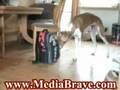 Smart Dog