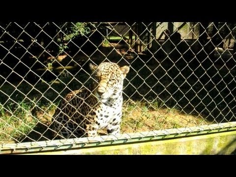 Brazilian conservationists try to save the American jaguar