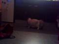 whitney helemaal gek met laser
