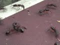 Battle of ants at Gunung Mulu