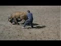 Wild Cow Milking Clinic with Tooper, Gurt, and Creamer