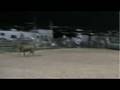 Wild Cow Milking Clinic with Tooper, Gurt, and Creamer