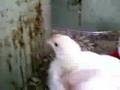 Redneck Chix Coop (They're GROWING!)