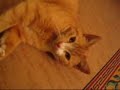 why are cats so cute? why are cats so cute?