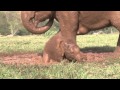 baby elephant Dok-Mai has her first mud bath