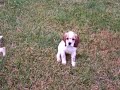 11 week old Cocker Spaniel Puppies playing in the yard