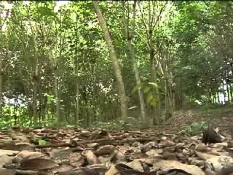 cultivo de caucho - Primera parte de El Mundo Del Campo del día lunes 30 de Mayo del año 2011. Tema del día: El Cultivo Del Caucho desde Barrancabermeja (santander). Cortesia: U...