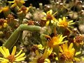 Mante religieuse (Mantis religiosa) ; capture d\