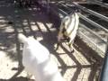 videos de JUNGLE ISLAND MIAMI FLORIDA 040