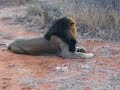 Lion in Tshukudu Private Game Reserve