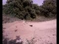 saut  nemo