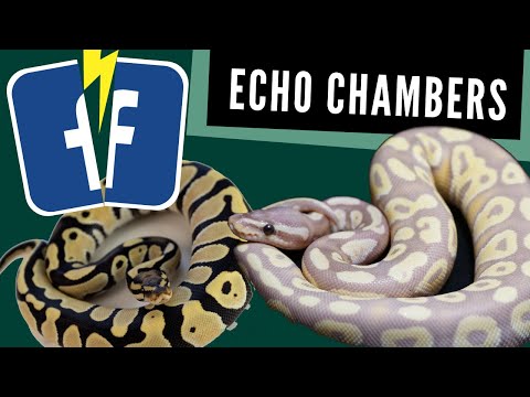 YouTube reptile video