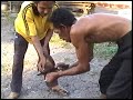 aina-tengok-ayam-kena-sembelih-kt-kg.html