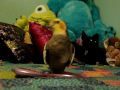 Cockatiel Dancing Music Video