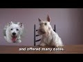 Scottie Tails: Valentine