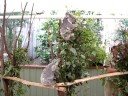 Lone Pine Koalas in Action 3 - Lone Pine Sanctuary, Koalas