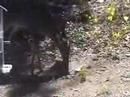 Nibbling Buck