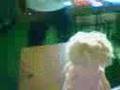 videos de OLPMC 05-06 : Chuck Attack