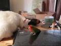 videos de Domino meets the Bird for the 2nd time