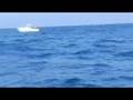 Newport to Catalina Outrigger Race