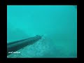 spearfishing Mulloway (jewfish) spearfishing Mulloway (jewfish)