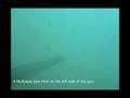 spearfishing Mulloway (jewfish)