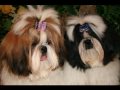 Shih tzu Shih tzu