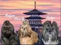 Shih Tzu video