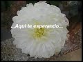 amor