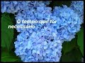 amor