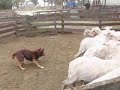 Dogs in the yard