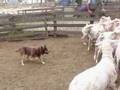 videos de Dogs in the yard
