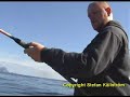 Coalfish in Norway Coalfish in Norway