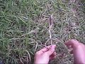 square knot