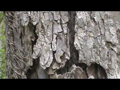 how to identify an elm tree