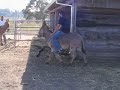 donkey-riding.html