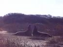 Elephant Seals