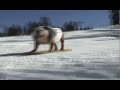 See video