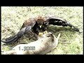 Adler beizt Reh / eagle catches deer