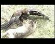 Adler beizt Reh / eagle catches deer