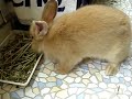 My little cute rabbit